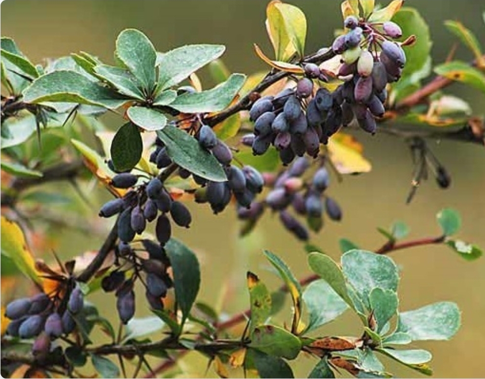 خرید زرشک وحشی کوهی